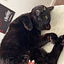 Mylo is registered to the contest to win money with this photo: black_cat, cat, pet, hand, feline, indoor, poster, wall_art, playing, fur, whiskers, claws, paw, person, ring, nail_polish, relaxing, cute, animal, bed