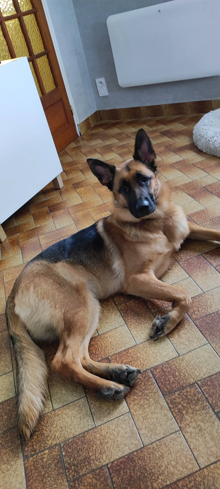 Sagesse participe au concours pour gagner de l'argent avec cette photo : belgian_shepherd_malinois, canidae, carnivore, companion_dog, dog, dog_breed, dog_supply, fawn, flooring, fur, german_shepherd_dog, hardwood, old_german_shepherd_dog, paw, snout, sporting_group, tail, terrestrial_animal, wood, working_animal