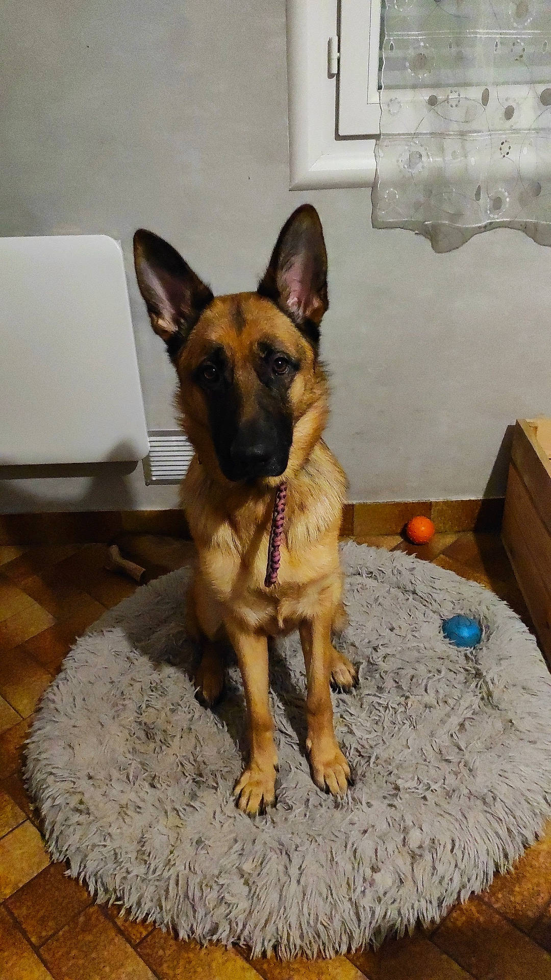 Sagesse participe au concours pour gagner de l'argent avec cette photo : belgian_shepherd_malinois, carnivore, companion_dog, dog, dog_breed, dog_supply, east_european_shepherd, fawn, flooring, fur, german_shepherd_dog, guard_dog, herding_dog, king_shepherd, old_german_shepherd_dog, snout, sporting_group, wood, working_animal, working_dog