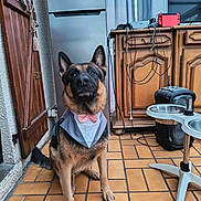 Sanka participe au concours pour gagner de l'argent avec cette photo : animal, bandana, bow_tie, cabinet, curtain, cute, dog, ears, floor, fur, german_shepherd, indoor, pet, pet_feeding_station, portrait, refrigerator, sitting, tiled_floor, wires, wooden_door