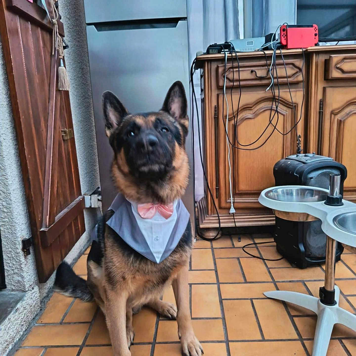 Sanka participe au concours pour gagner de l'argent avec cette photo : animal, bandana, bow_tie, cabinet, curtain, cute, dog, ears, floor, fur, german_shepherd, indoor, pet, pet_feeding_station, portrait, refrigerator, sitting, tiled_floor, wires, wooden_door
