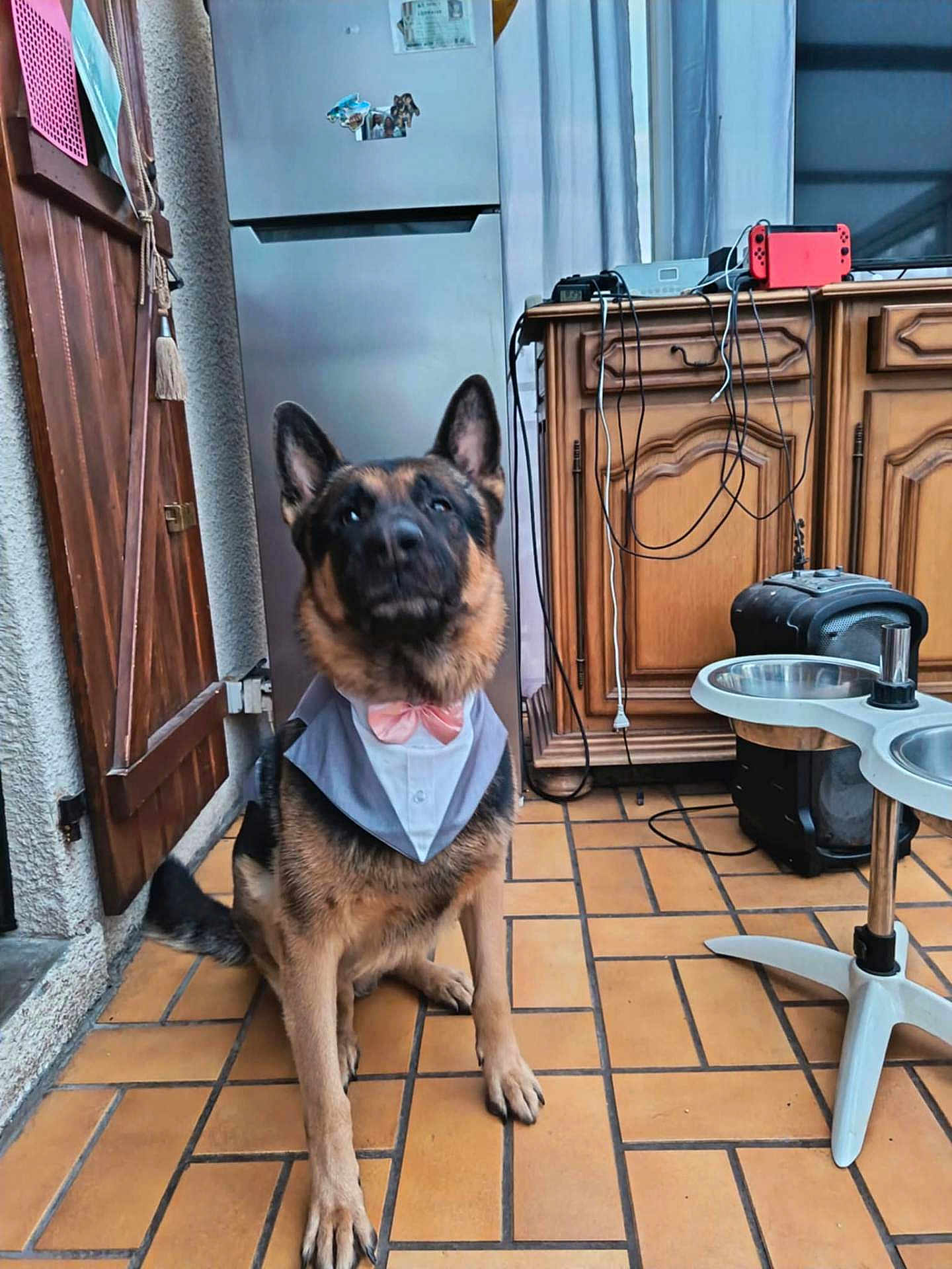 Sanka participe au concours pour gagner de l'argent avec cette photo : animal, bandana, bow_tie, cabinet, curtain, cute, dog, ears, floor, fur, german_shepherd, indoor, pet, pet_feeding_station, portrait, refrigerator, sitting, tiled_floor, wires, wooden_door