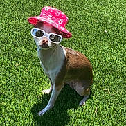 Cookie is registered to the contest to win money with this photo: dog, chihuahua, grass, hat, sunglasses, outdoor, pet, summer, sunny, cute, animal, small_dog, greenery, fashion, accessory, portrait, sitting, sunshine, canine, playful