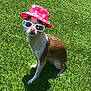 dog, chihuahua, grass, hat, sunglasses, outdoor, pet, summer, sunny, cute, animal, small_dog, greenery, fashion, accessory, portrait, sitting, sunshine, canine, playful