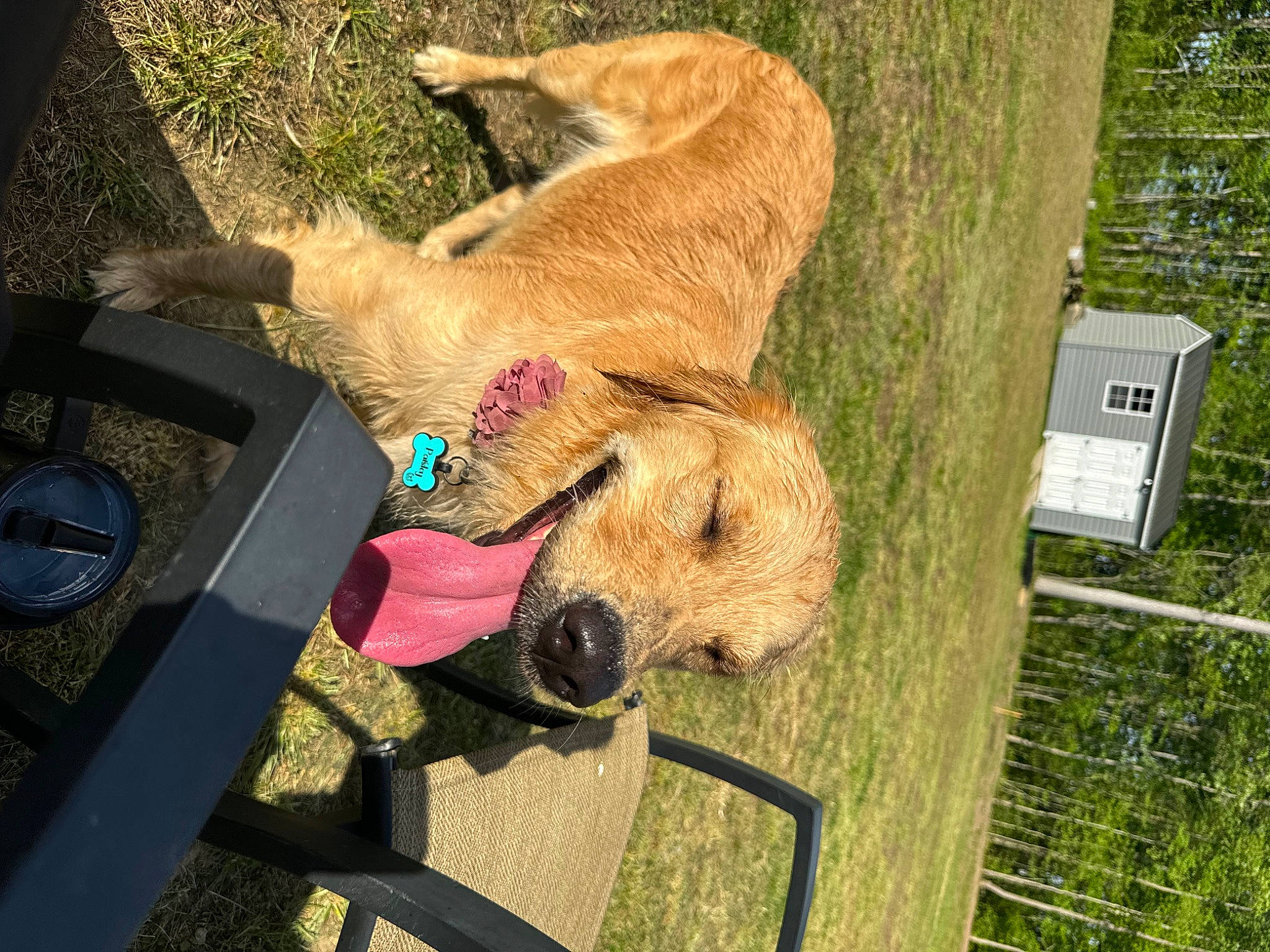 Paisleyjane joined the competition — help win amazing prizes! canidae, carnivore, collar, companion_dog, dog, dog_breed, dog_collar, dog_supply, fawn, fence, fur, grass, leash, pet_supply, plant, snout, sporting_group, stuffed_toy, toy, working_animal