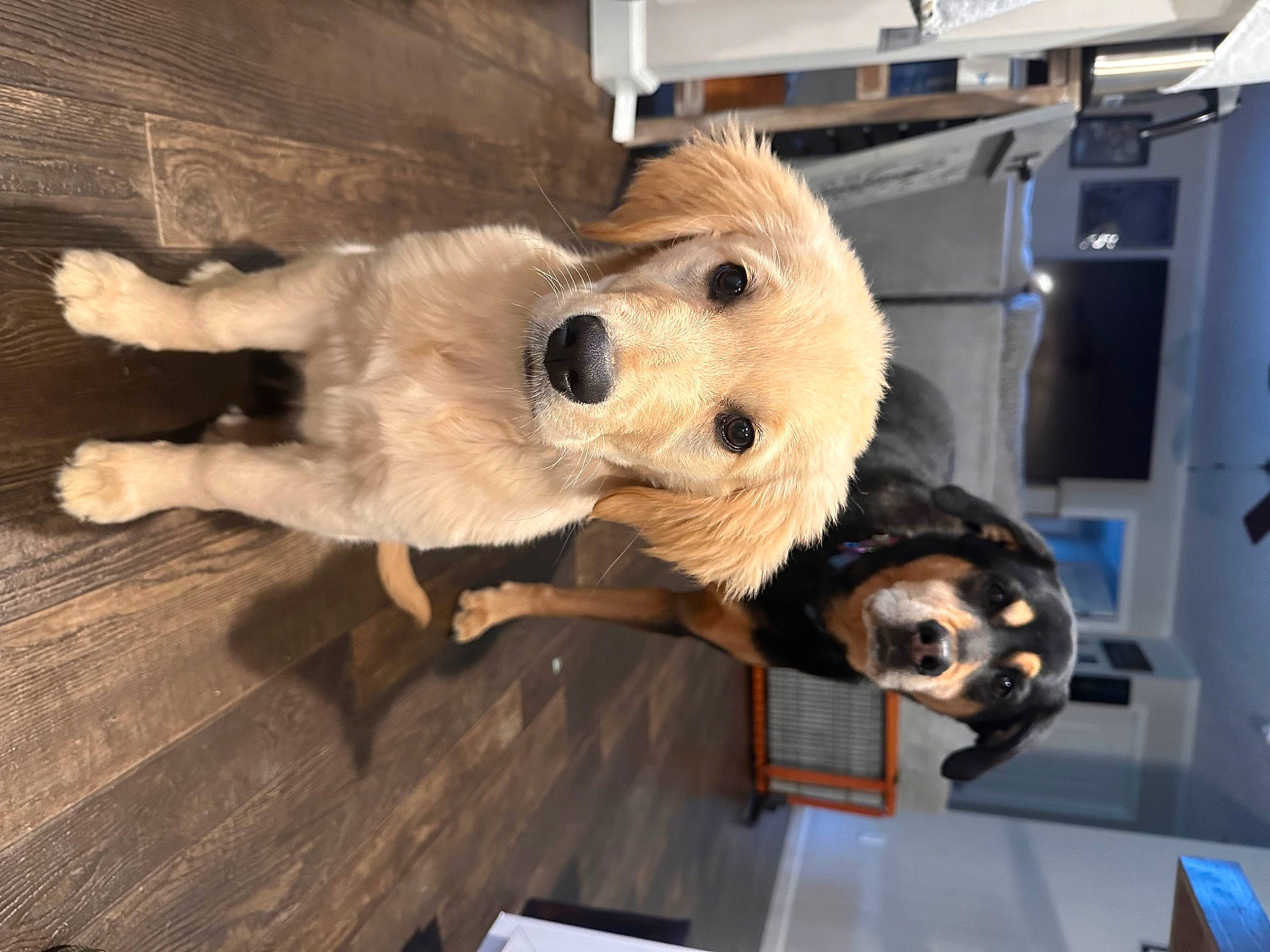 Paisleyjane is registered to the contest to win money with this photo: bear, canidae, carnivore, companion_dog, dog_breed, fawn, felidae, flooring, fur, hardwood, machine, plush, snout, sporting_group, stuffed_toy, tail, toy, varnish, whiskers, wood