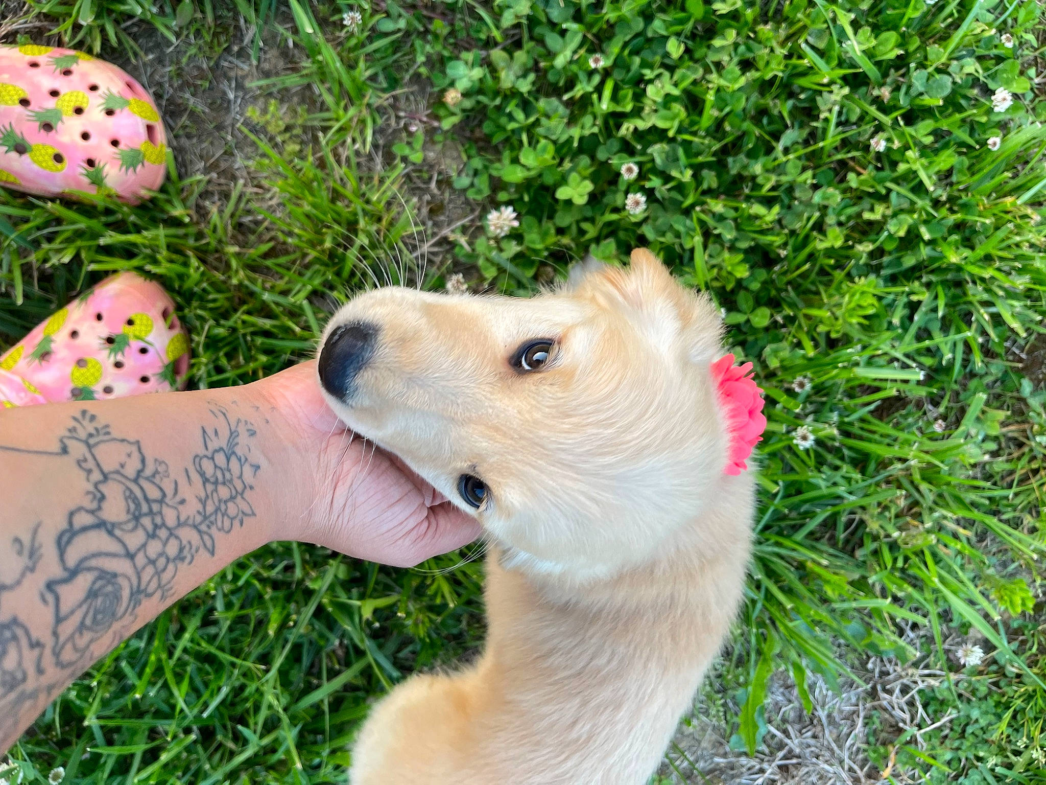 Paisleyjane is registered to the contest to win money with this photo: carnivore, companion_dog, dog, dog_breed, dog_collar, fawn, foot, grass, happy, human_leg, paw, people_in_nature, plant, snout, sporting_group, summer, tail, temporary_tattoo, whiskers, wrist