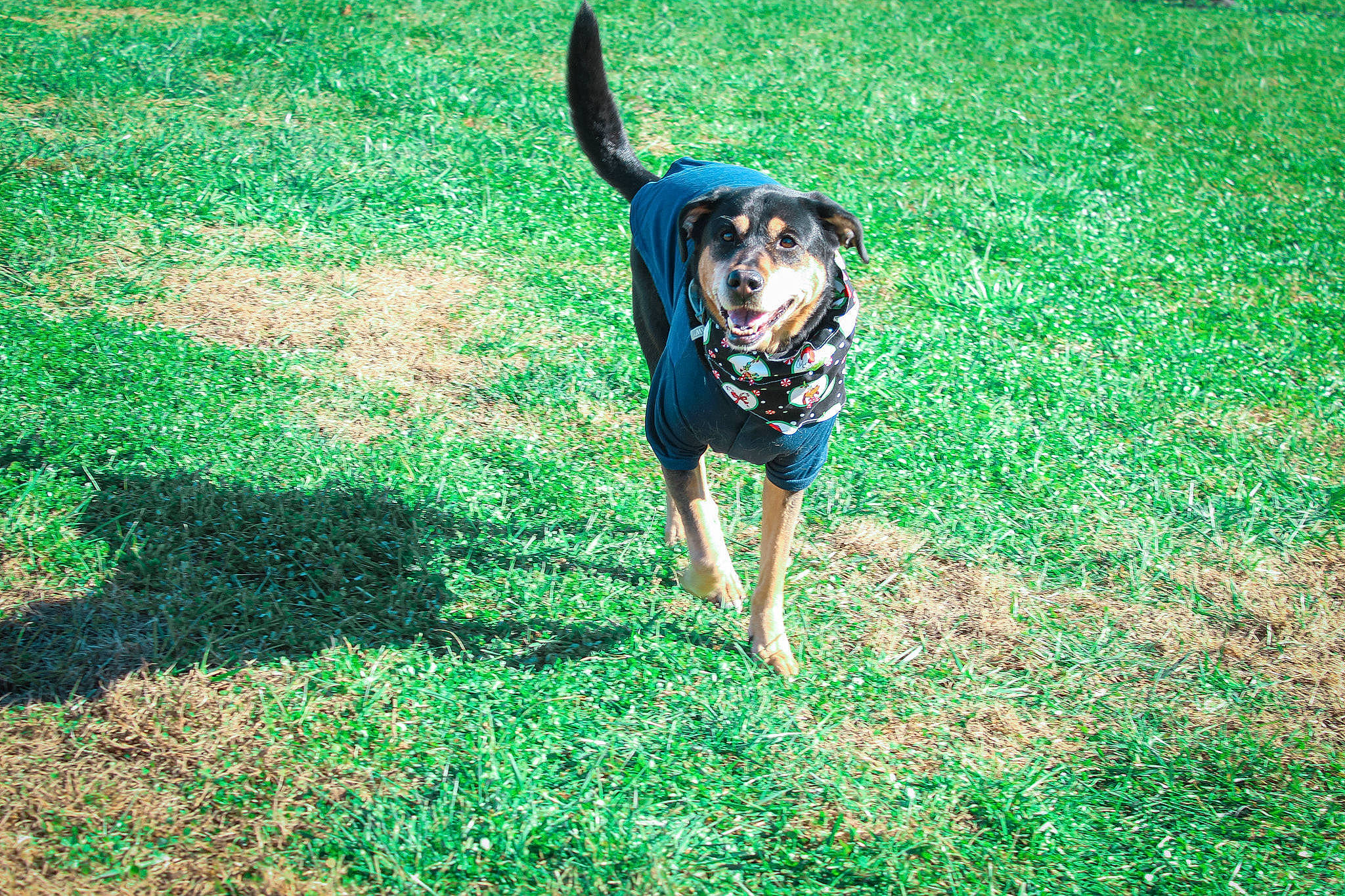 Robin is registered to the contest to win money with this photo: ball, carnivore, companion_dog, dog, dog_breed, dog_supply, electric_blue, grass, grassland, green, groundcover, guard_dog, lawn, people_in_nature, personal_protective_equipment, plant, shadow, sporting_group, tail, working_animal