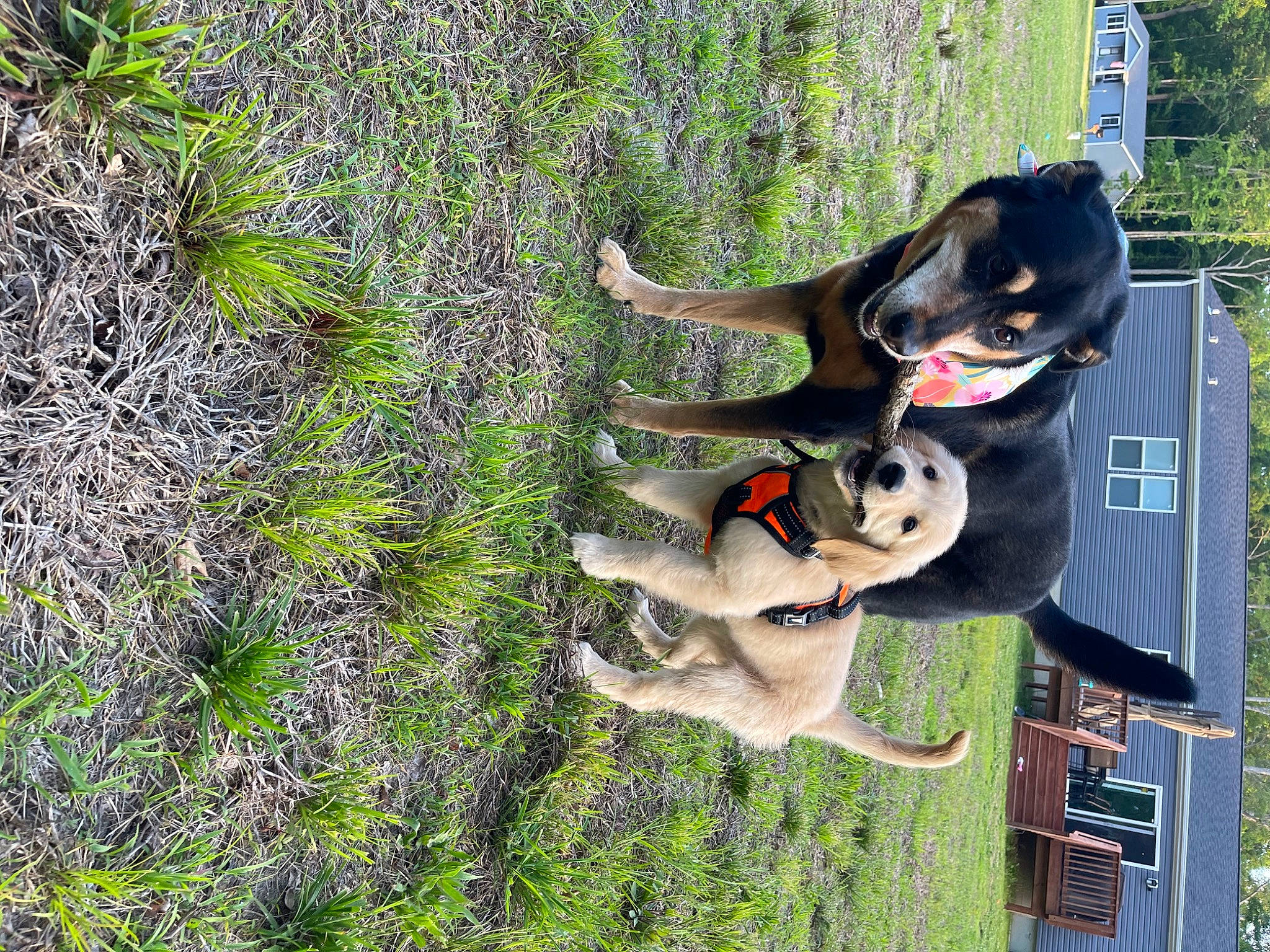 Robin is registered to the contest to win money with this photo: adventure, art, canidae, carnivore, companion_dog, dog, dog_breed, dog_supply, grass, groundcover, leisure, plant, sporting_group, tail, tree, working_dog