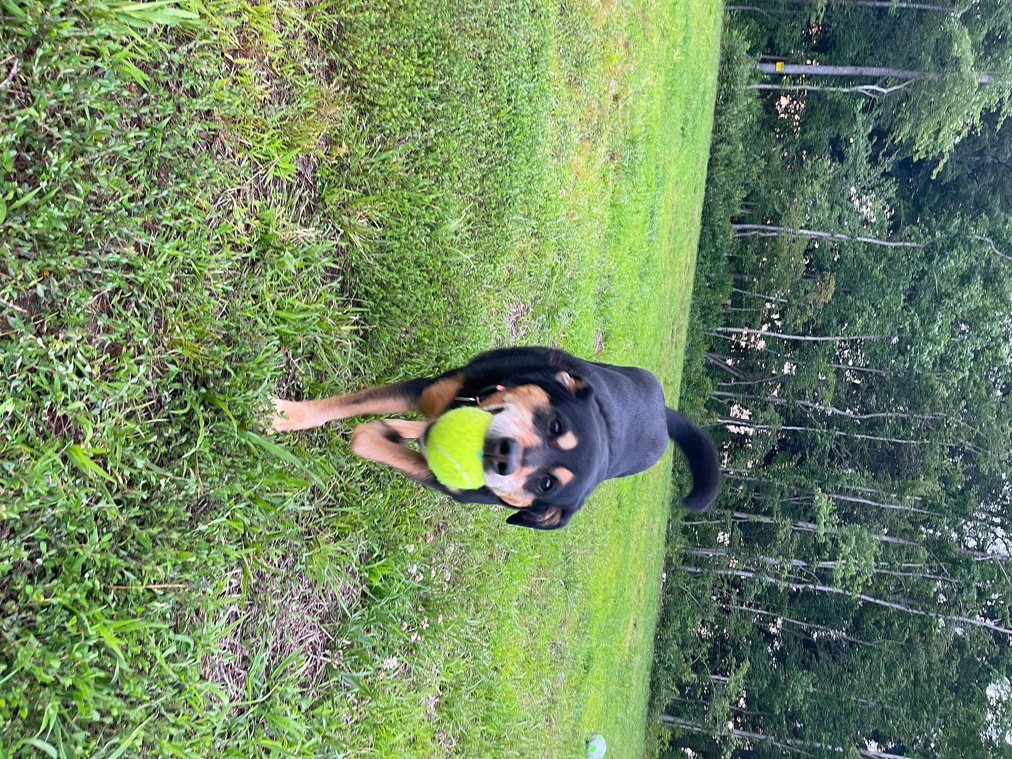 Robin is registered to the contest to win money with this photo: fun, garden, grass, grass_family, grassland, groundcover, landscape, lawn, leisure, meadow, natural_environment, pasture, people_in_nature, plant, recreation, shadow, shrub, tree, vegetation, yard