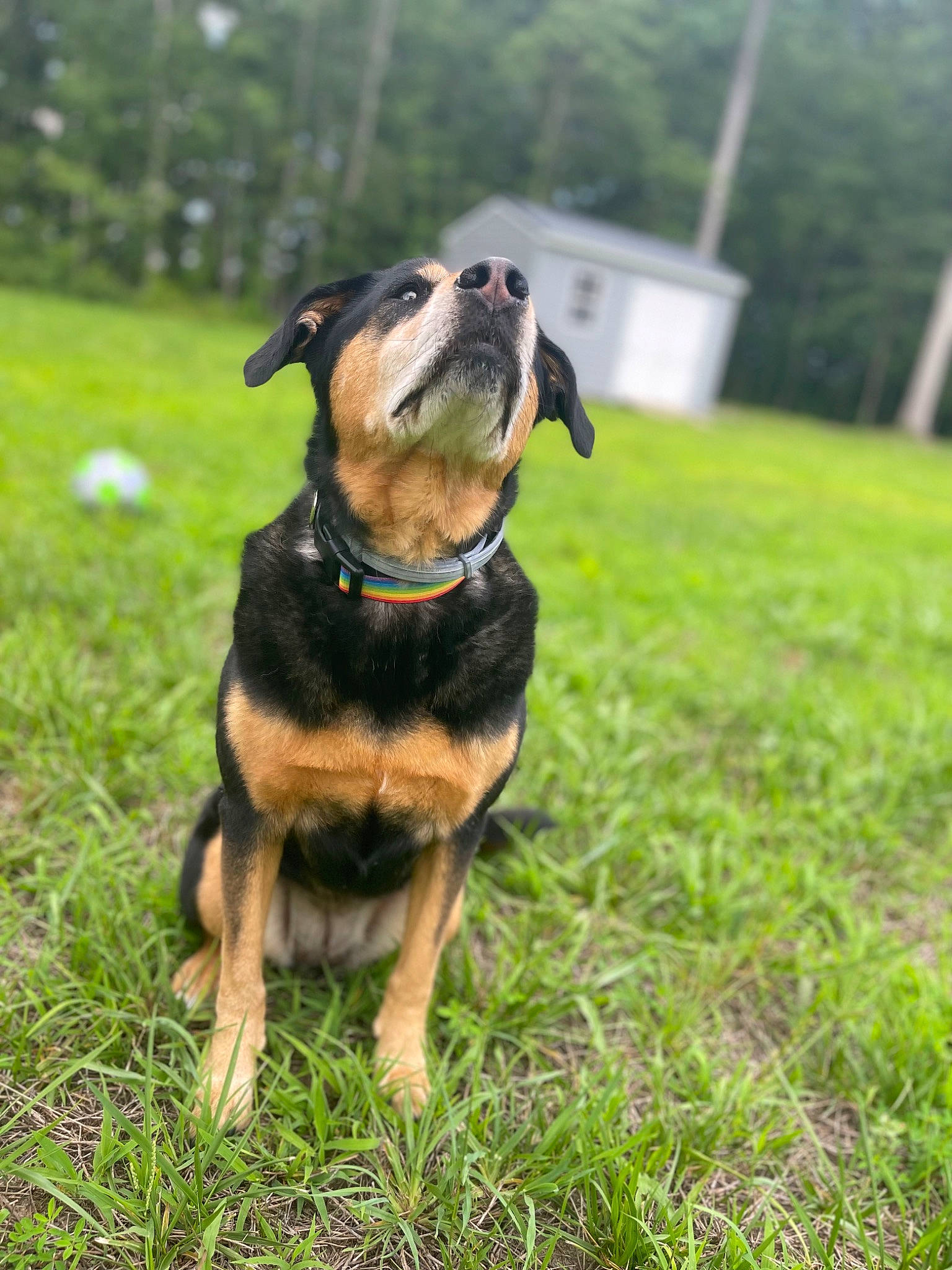 Robin joined the competition — help win amazing prizes! canidae, carlin_pinscher, carnivore, collar, companion_dog, dog, dog_breed, dog_collar, dog_supply, fawn, grass, grassland, guard_dog, hunting_dog, plant, snout, sporting_group, terrestrial_animal, tree, working_dog