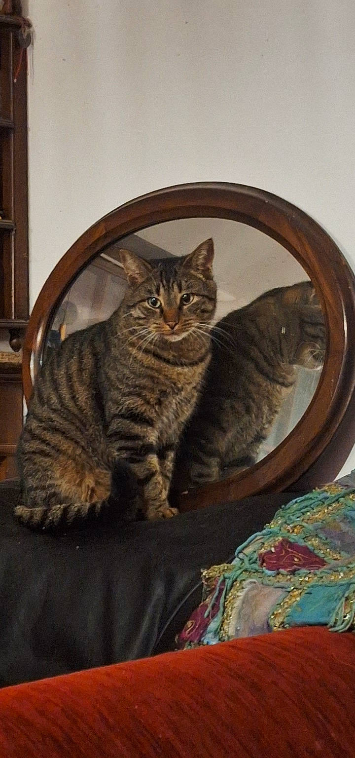 Inca a rejoint le concours — aidez-le/la à gagner de superbes lots ! art, brown, carnivore, cat, comfort, domestic_short_haired_cat, door, eye, felidae, fur, mammal, pattern, paw, small_to_medium_sized_cats, snout, tail, tree, whiskers, window, wood