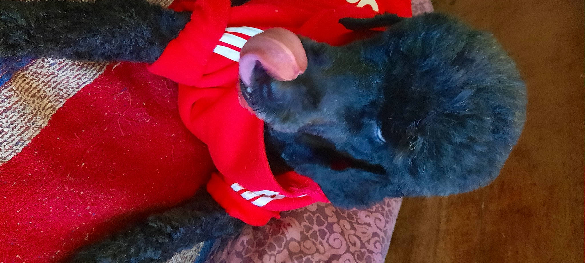 Gaiane participe au concours pour gagner de l'argent avec cette photo : black_cat, borador, canidae, carmine, carnivore, collar, comfort, companion_dog, dog, dog_breed, electric_blue, felidae, fur, red, small_to_medium_sized_cats, snout, sporting_group, tail, whiskers, working_animal