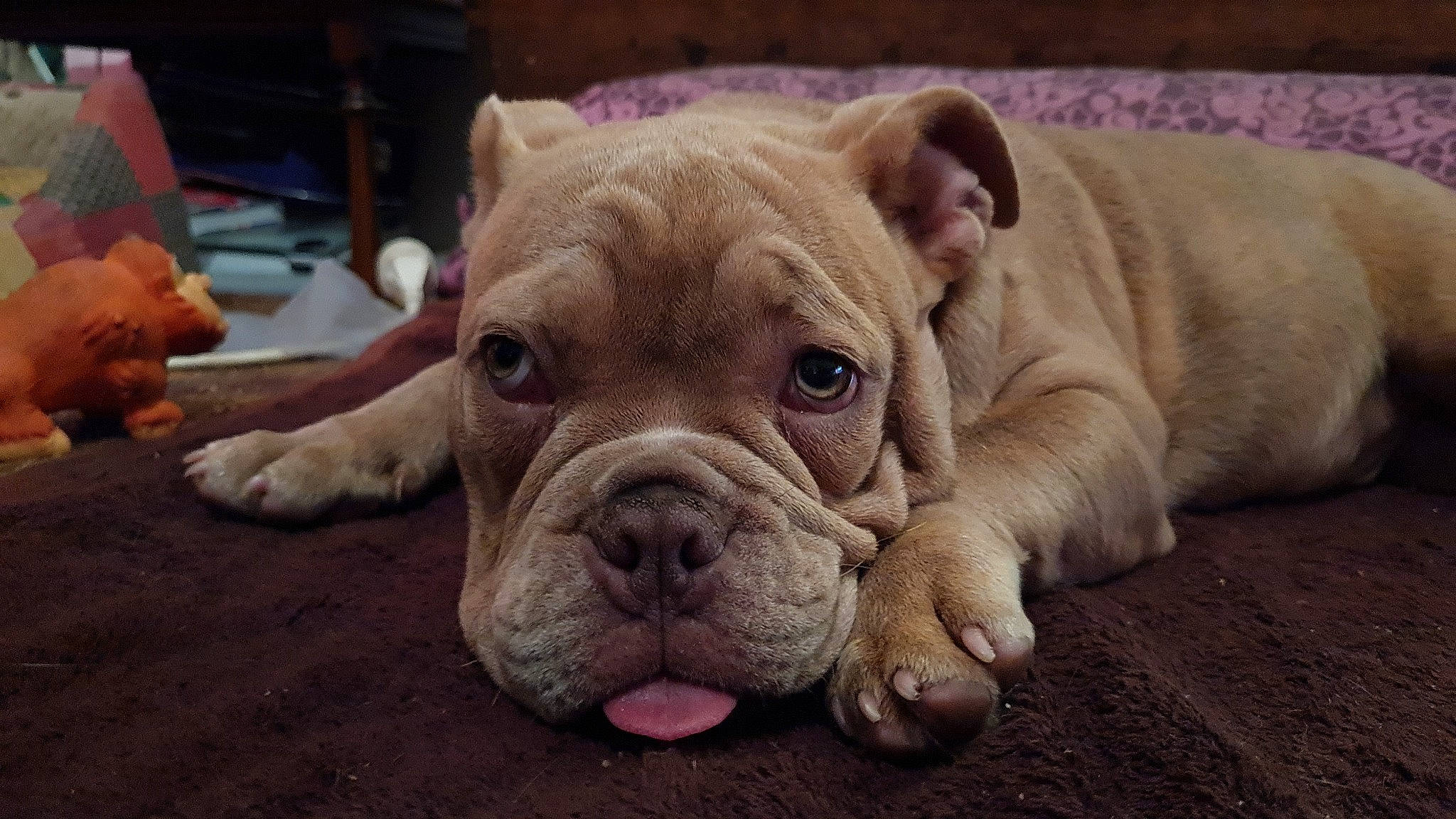 Tekoa a rejoint le concours — aidez-le/la à gagner de superbes lots ! ancient_dog_breeds, bulldog, canidae, carnivore, companion_dog, dog, dog_breed, fawn, molosser, non_sporting_group, old_english_bulldog, snout, sporting_group, terrestrial_animal, toy_dog, whiskers, working_animal, wrinkle