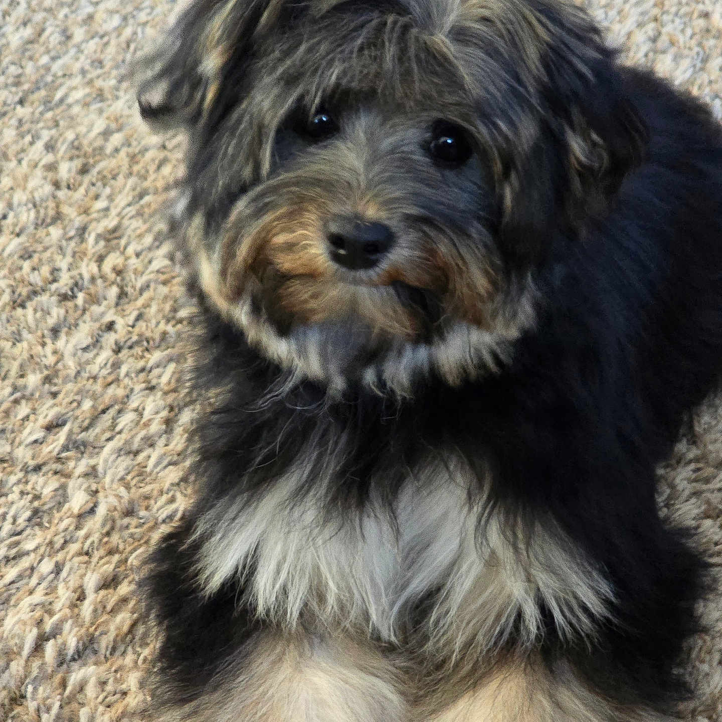 Gabby is registered to the contest to win money with this photo: affenpinscher, animal, canine, cockerspaniel, dog, pet, poodle, puppy, terrier