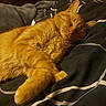 Sandy Boy joined the competition — help win amazing prizes! cat, orange_tabby, sleeping, paw, fur, bed, blanket, cozy, relaxed, pet, indoor, animal, whiskers, cute, resting, feline, domestic_cat, soft, comfort, nap