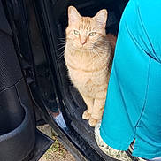 Sandy Boy is registered to the contest to win money with this photo: cat, orange_tabby, car_door, vehicle, person, pants, footwear, outdoor, grass, curious, pet, animal, domestic_cat, whiskers, fur, sitting, doorway, black_car, casual_clothing, closeup