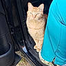 cat, orange_tabby, car_door, vehicle, person, pants, footwear, outdoor, grass, curious, pet, animal, domestic_cat, whiskers, fur, sitting, doorway, black_car, casual_clothing, closeup
