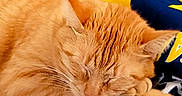 Sandy Boy is registered to the contest to win money with this photo: cat, orange_cat, sleeping, resting, pet, feline, fluffy, cozy, blanket, indoor, closeup, cute, animal, peaceful, calm, tabby, whiskers, fur, relaxation, domestic_cat