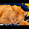 cat, orange_cat, sleeping, resting, pet, feline, fluffy, cozy, blanket, indoor, closeup, cute, animal, peaceful, calm, tabby, whiskers, fur, relaxation, domestic_cat