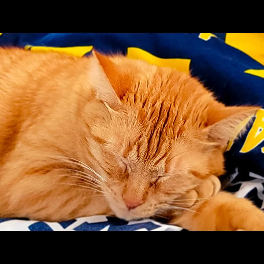 Sandy Boy is registered to the contest to win money with this photo: cat, orange_cat, sleeping, resting, pet, feline, fluffy, cozy, blanket, indoor, closeup, cute, animal, peaceful, calm, tabby, whiskers, fur, relaxation, domestic_cat
