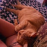 Sandy Boy is registered to the contest to win money with this photo: cat, orange_tabby, pet, lap, resting, sleeping, feline, animal, bed, blanket, pattern, human_leg, tattoo, comfort, indoor, closeup, relaxation, fur, whiskers, cozy