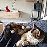 cat, fluffy, lounging, blanket, navy_blue, living_room, cat_tree, wooden_shelf, figurine, dog_figurine, tv, led_lights, relaxing, pet, fur, indoor, cozy, home_decor, cushion, furniture