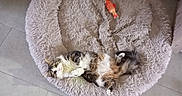 Chipie a rejoint le concours — aidez-le/la à gagner de superbes lots ! cat, pet, fluffy, bed, toy, fish_toy, floor, tile, indoor, fur, relaxed, curious, cozy, animal, cute, whiskers, paws, home, resting, domestic