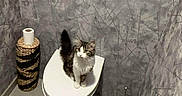 Chipie participe au concours pour gagner de l'argent avec cette photo : animal, bathroom, cat, curious, feline, floor_tile, gray_wall, household, indoor, looking_up, modern, perched, pet, small_space, tile_floor, toilet, toilet_brush, toilet_paper, wall, white_toilet