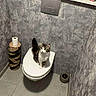 cat, toilet, bathroom, tile_floor, wall, toilet_paper, toilet_brush, pet, indoor, curious, small_space, modern, gray_wall, floor_tile, looking_up, feline, animal, household, white_toilet, perched