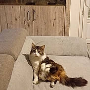 Chipie participe au concours pour gagner de l'argent avec cette photo : cat, fluffy, couch, furniture, indoor, pet, relaxed, wooden_cabinet, glassware, home, living_room, animal, tabby, white_fur, tail, looking, seated, cozy, domestic, comfortable