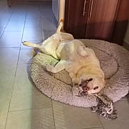 Mowgli participe au concours pour gagner de l'argent avec cette photo : dog, pet, white_dog, sleeping, lying_down, upside_down, belly_up, relaxed, funny, fluffy_bed, pet_bed, indoor, tile_floor, wooden_cabinet, home, animal, paws, tail, portrait, nap
