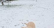 Mowgli participe au concours pour gagner de l'argent avec cette photo : dog, labrador, snow, winter, outdoor, backyard, garden, snowy_ground, standing, smiling, happy, animal, pet, fur, cream_colored, tree, hedge, house, footprints, portrait
