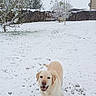 animal, backyard, cream_colored, dog, footprints, fur, garden, happy, hedge, house, labrador, outdoor, pet, portrait, smiling, snow, snowy_ground, standing, tree, winter