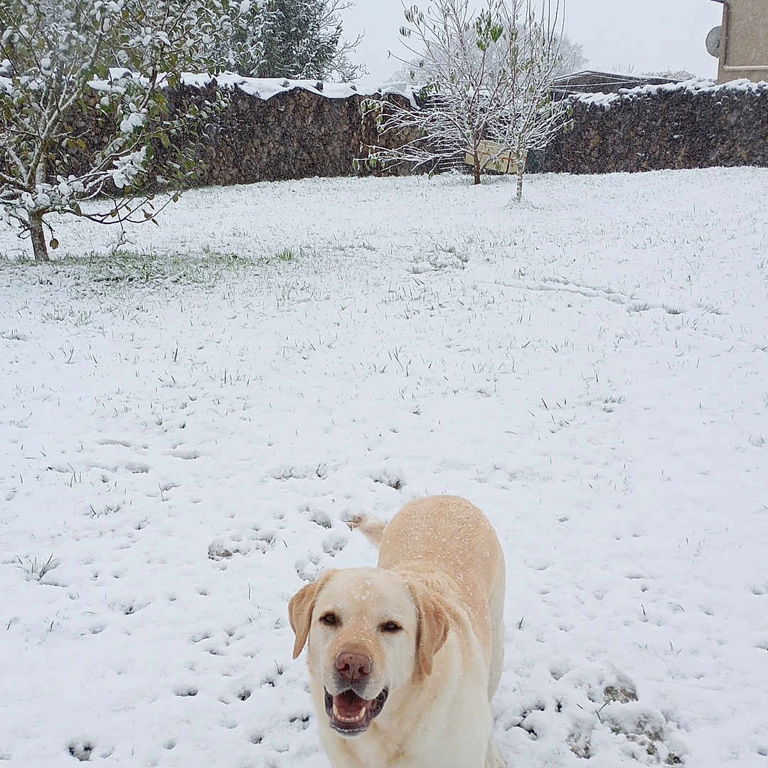 Mowgli participe au concours pour gagner de l'argent avec cette photo : dog, labrador, snow, winter, outdoor, backyard, garden, snowy_ground, standing, smiling, happy, animal, pet, fur, cream_colored, tree, hedge, house, footprints, portrait