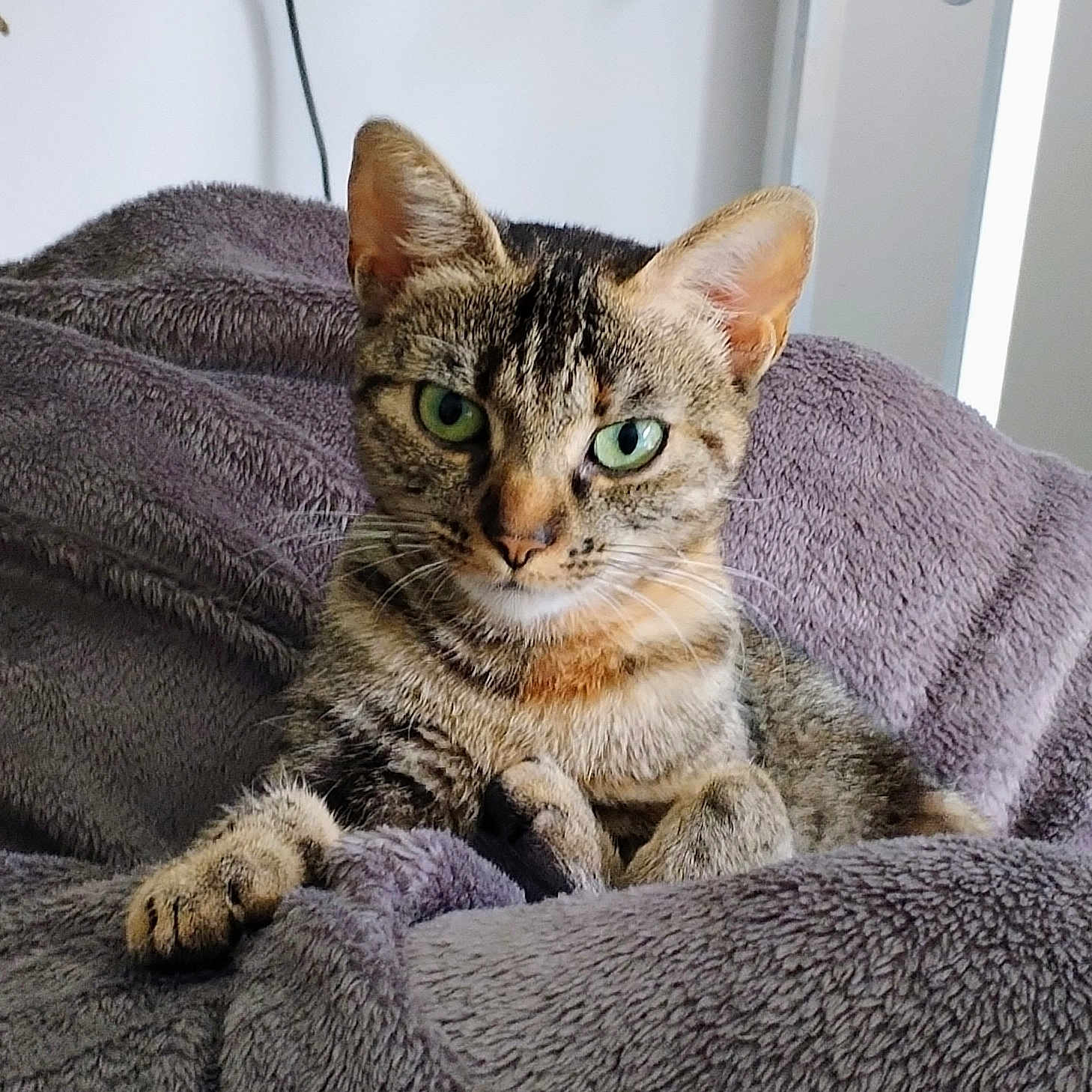Calista a rejoint le concours — aidez-le/la à gagner de superbes lots ! animal, blanket, cat, closeup, comfort, cozy, cute, domestic, ears, feline, fur, green_eyes, indoor, paw, pet, relaxed, resting, soft_texture, tabby, whiskers