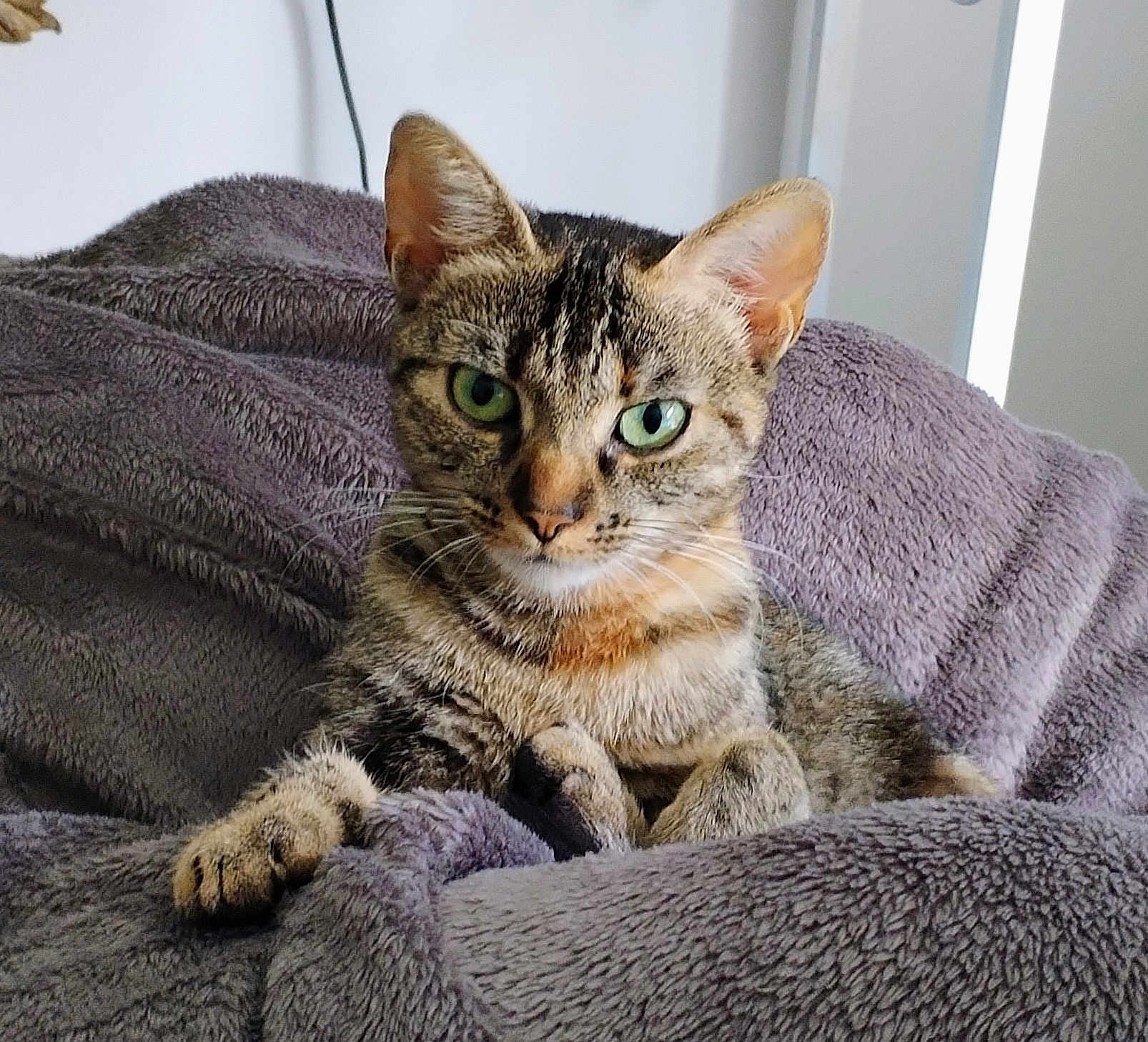 Calista