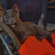 Creek joined the competition — help win amazing prizes! blurred_background, cat, closeup, cozy, ears, fur, furniture, gray_cat, green_eyes, indoor, lounging, orange_blanket, pet, portrait, resting, shallow_depth_of_field, soft_light, tail, wheel, whiskers