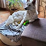 animal, blanket, curtains, cushion, dog, dog_bed, ears, fur, home, indoor, ottoman, paw_print, pet, potted_plant, relaxed, resting, tile_floor, white_dog, window, wooden_table
