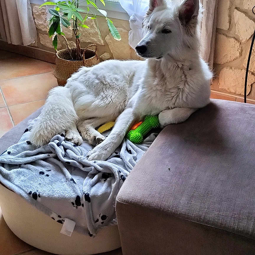 Laurence Le Guinio participe au concours pour gagner de l'argent avec cette photo : animal, blanket, curtains, cushion, dog, dog_bed, ears, fur, home, indoor, ottoman, paw_print, pet, potted_plant, relaxed, resting, tile_floor, white_dog, window, wooden_table