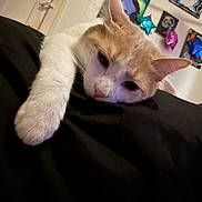 Lomein is registered to the contest to win money with this photo: cat, orange_and_white_cat, paw, black_surface, relaxed, sleepy, indoor, wall_art, balloons, star_shaped_balloons, colorful, abstract_art, ears, whiskers, pet, feline, close_up, cute, resting, cozy