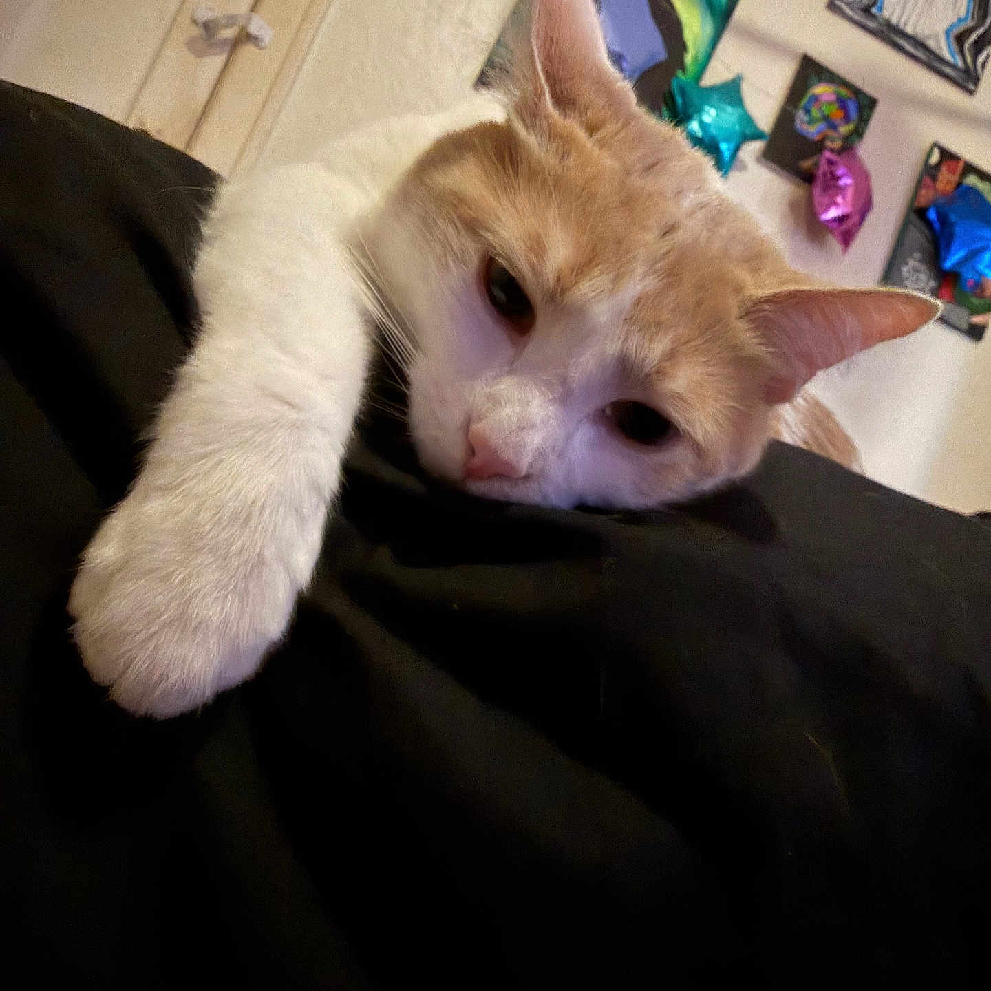 Lomein is registered to the contest to win money with this photo: cat, orange_and_white_cat, paw, black_surface, relaxed, sleepy, indoor, wall_art, balloons, star_shaped_balloons, colorful, abstract_art, ears, whiskers, pet, feline, close_up, cute, resting, cozy