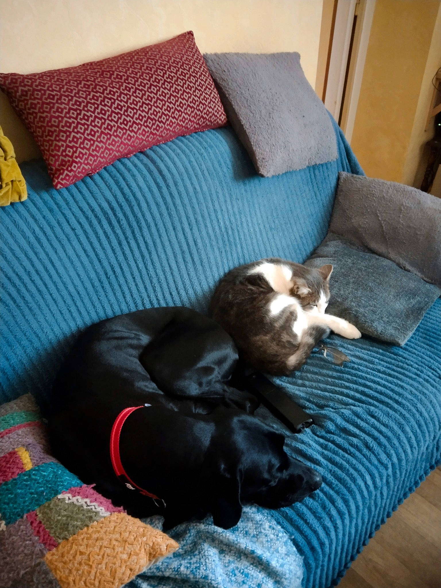 Toby a rejoint le concours — aidez-le/la à gagner de superbes lots ! brown, canidae, carnivore, cat, comfort, companion_dog, couch, dog_breed, felidae, fur, hardwood, linens, living_room, pillow, room, small_to_medium_sized_cats, sporting_group, tail, whiskers, wood