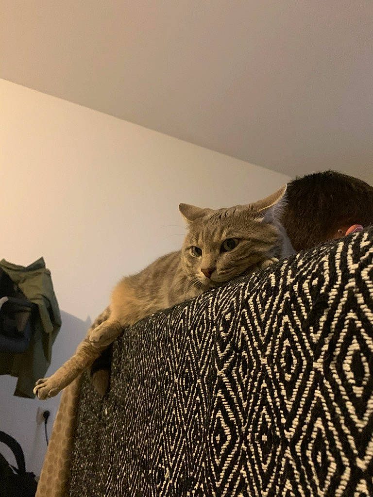 Snow participe au concours pour gagner de l'argent avec cette photo : asian, bengal, carnivore, cat, chausie, domestic_short_haired_cat, dragon_li, egyptian_mau, european_shorthair, fawn, felidae, fur, kitten, ocicat, pixie_bob, room, small_to_medium_sized_cats, tabby_cat, whiskers