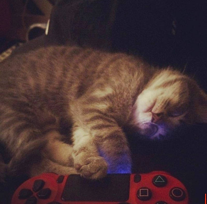 Snow participe au concours pour gagner de l'argent avec cette photo : carnivore, cat, cloud, domestic_short_haired_cat, ear, european_shorthair, eye, felidae, fur, kitten, nap, night, paw, scottish_fold, sky, sleep, small_to_medium_sized_cats, tabby_cat, tail, whiskers