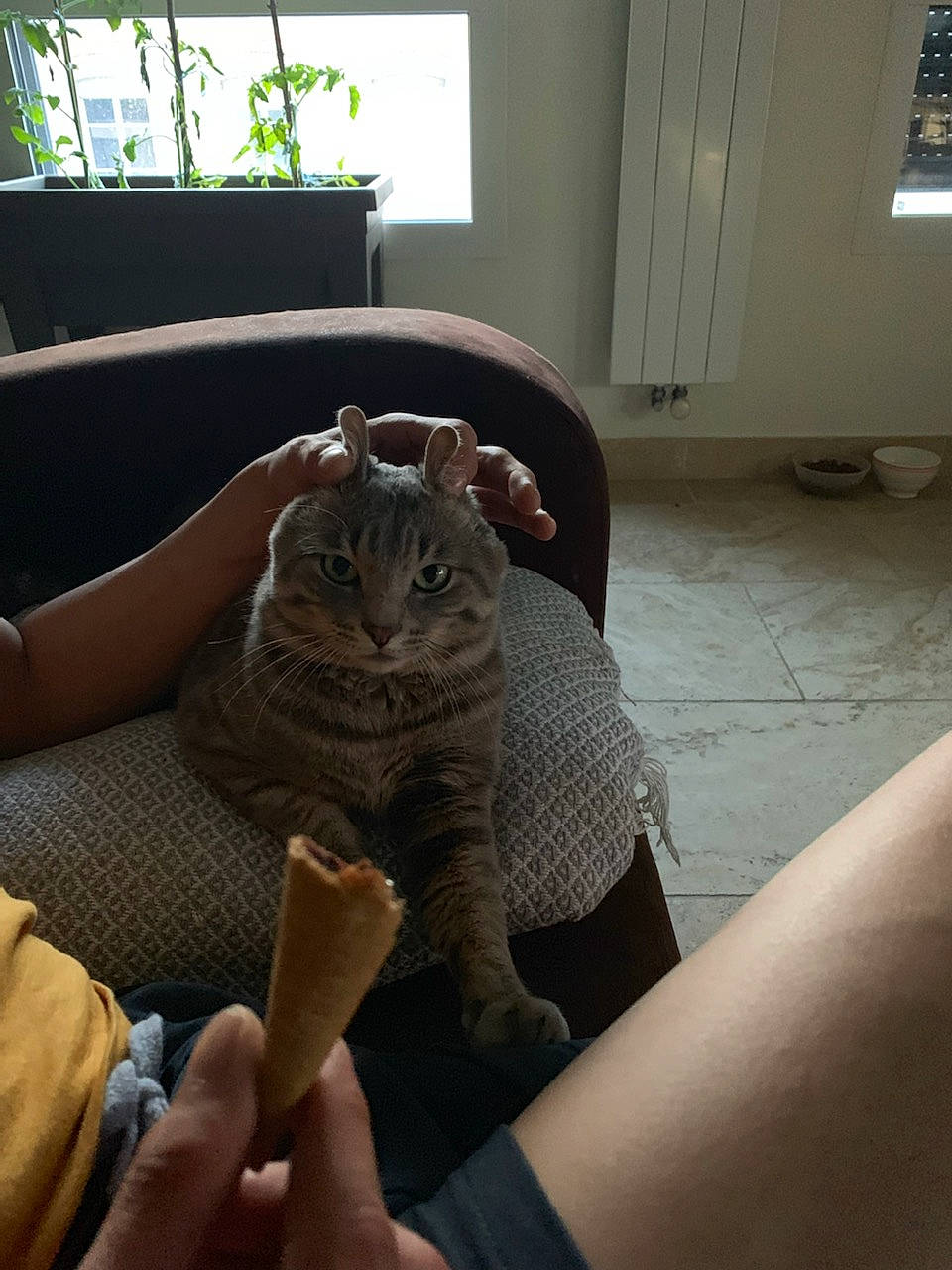 Snow participe au concours pour gagner de l'argent avec cette photo : american_shorthair, asian, australian_mist, california_spangled, carnivore, cat, chausie, domestic_short_haired_cat, dragon_li, european_shorthair, fawn, felidae, furniture, mammal, ocicat, pixie_bob, room, small_to_medium_sized_cats, tabby_cat, whiskers