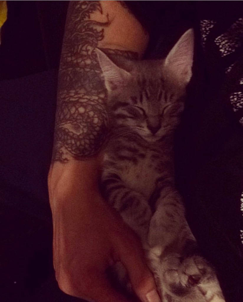 Snow participe au concours pour gagner de l'argent avec cette photo : arm, asian, california_spangled, carnivore, cat, domestic_short_haired_cat, egyptian_mau, european_shorthair, felidae, hand, human_leg, kitten, night, pixie_bob, small_to_medium_sized_cats, tabby_cat, tattoo, whiskers