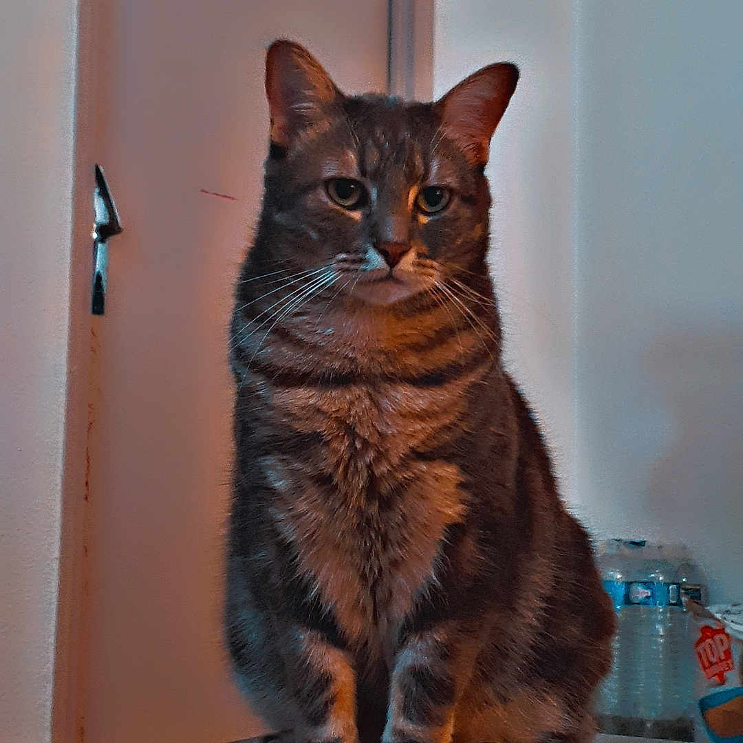 Timon participe au concours pour gagner de l'argent avec cette photo : abyssinian, animal, bottle, cat, closet, computer, cupboard, electronics, furniture, glass, hardwood, jar, kitten, laptop, manx, pet, plywood, shelf, waterbottle, wood