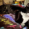 Midnight And Tuxeda joined the competition — help win amazing prizes! cat, black_cat, black_and_white_cat, pet, animal, feline, indoor, blanket, playing, paw, resting, close_up, cute, domestic, fur, whiskers, eyes, head, bedroom, fan