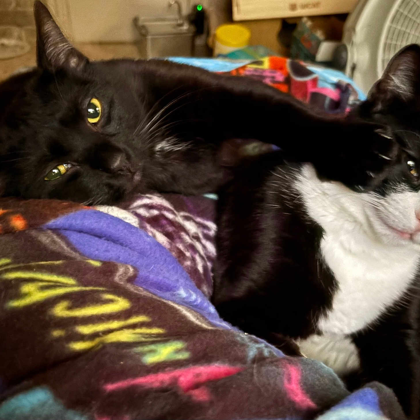 Midnight And Tuxeda joined the competition — help win amazing prizes! cat, black_cat, black_and_white_cat, pet, animal, feline, indoor, blanket, playing, paw, resting, close_up, cute, domestic, fur, whiskers, eyes, head, bedroom, fan